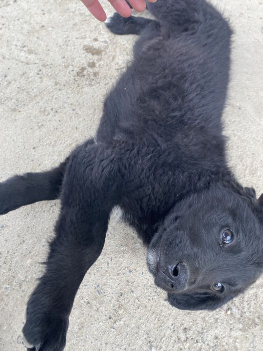 Щенки немецкой овчарок 50 тыс