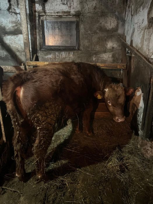 4бас таиынша сатылады