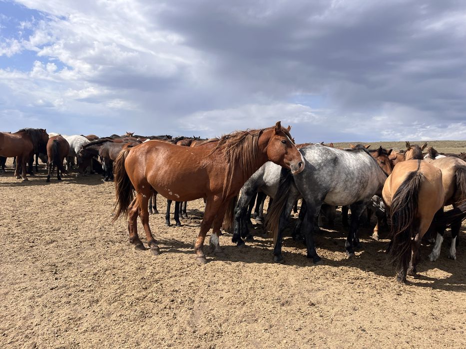 Жеребец айғыр айгыр