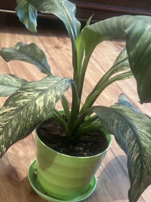 Комнатные цвет