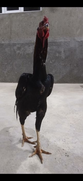 Kulangi: Dakan xoʻroz