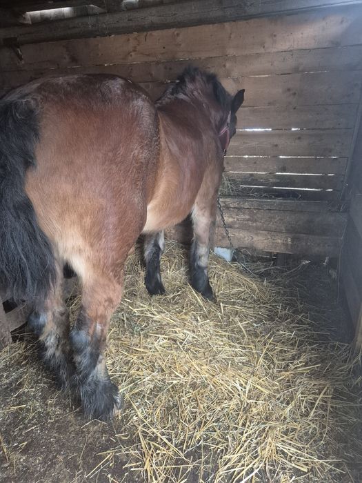 Iapa de vânzare sau schimb