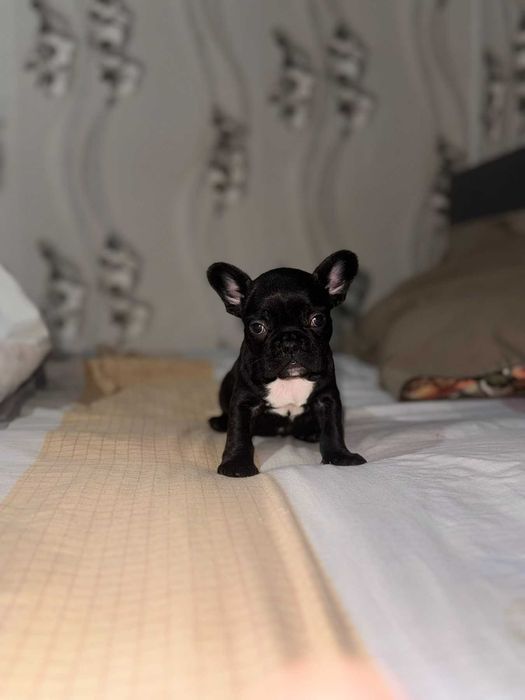 Чистокръвен френски булдог