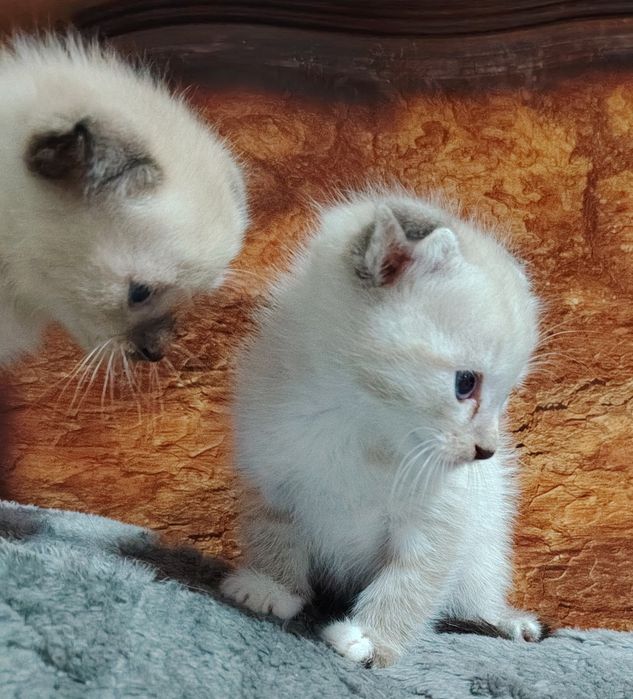 Продаються  веслоухие котята два мальчика одна девочка