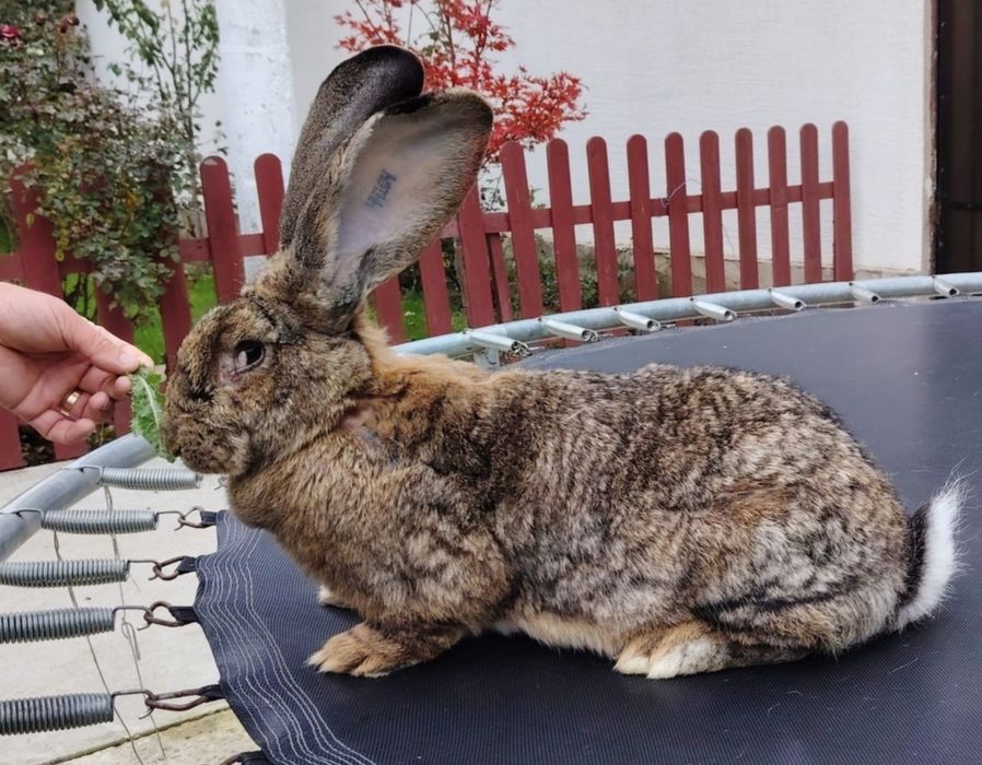 Iepuri Uriaș German