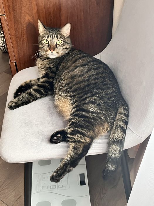 Отдаем кота в хорошие руки