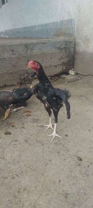 Джужа 25 декабря  3месяц крупный