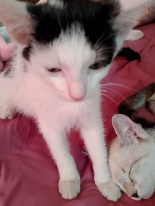 3 котенка, все девочки