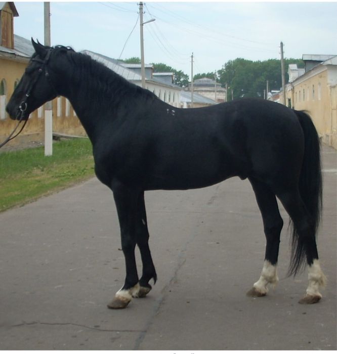 Продам орловский рысак