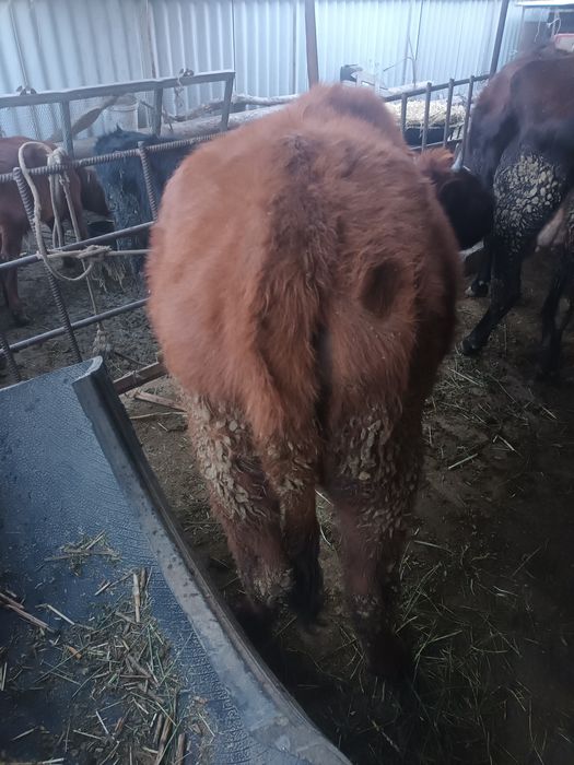 Bùgoz gunojin sotiladi