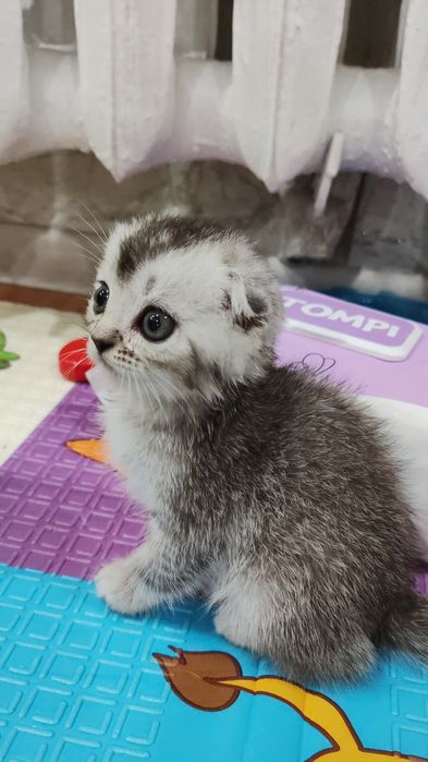 Шотландские котята