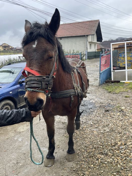 Vand manza de un an si 5lunu