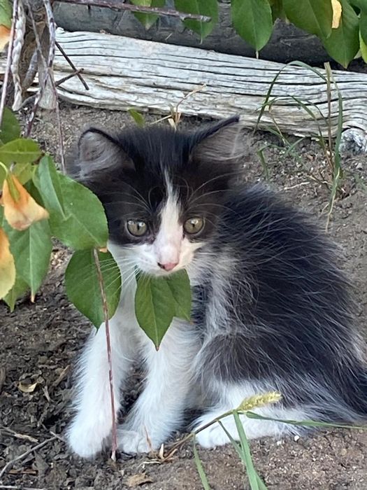 Котенок, девочка
