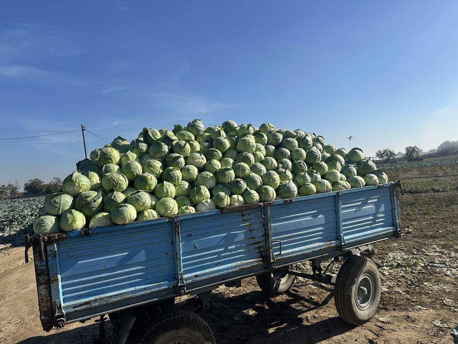 Varza de consum si animale