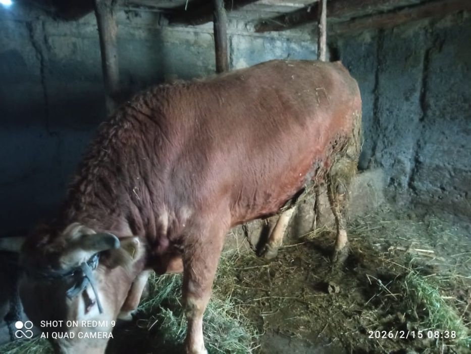 Продам Быка алатауской породы