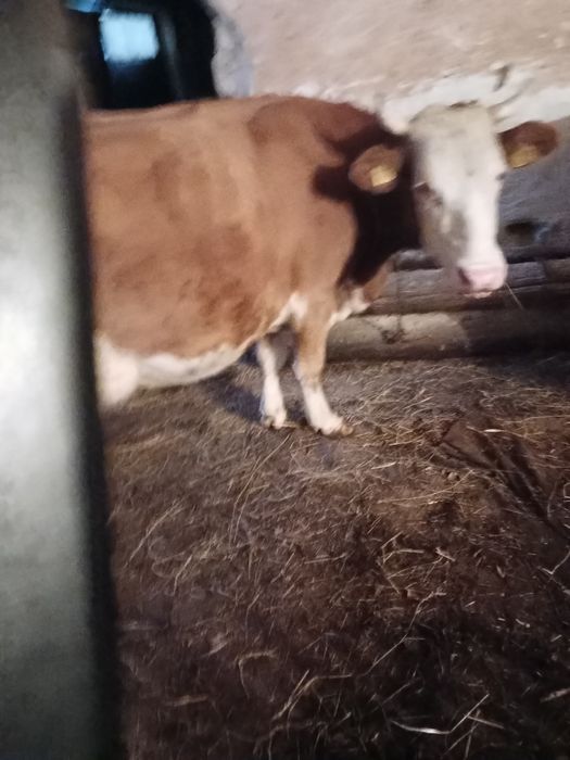 Vaca baltata romanesca