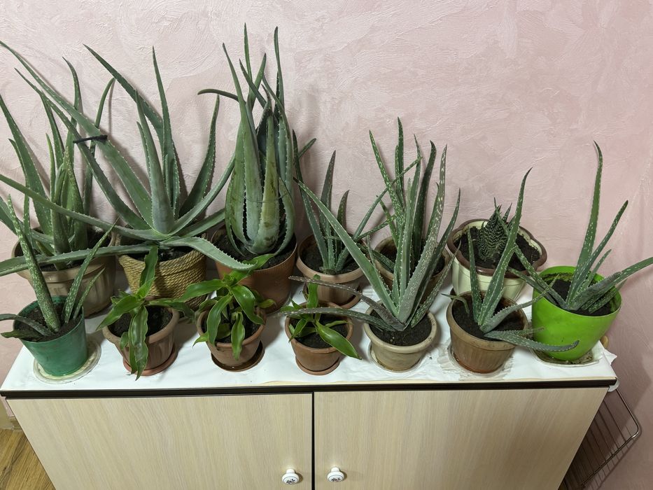 Продаются домашние цветы с горшками.