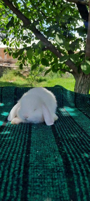 Karlik quyon otasi onasi va 3 ta bolasi sotiladi