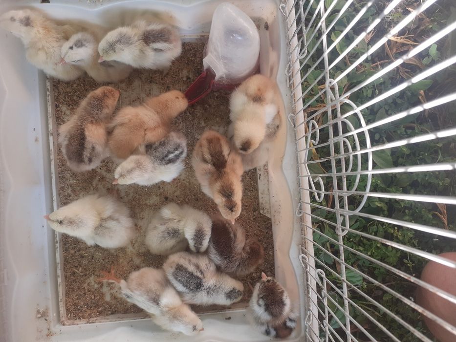 Vând 15 pui de găină pitică