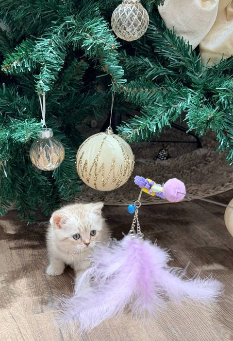 Мушук жуда ак,иллик