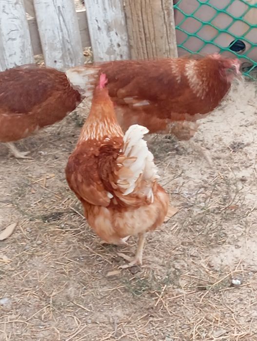 Ломан Браун продам