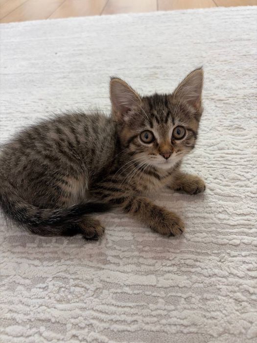 Котенка в добрые руки