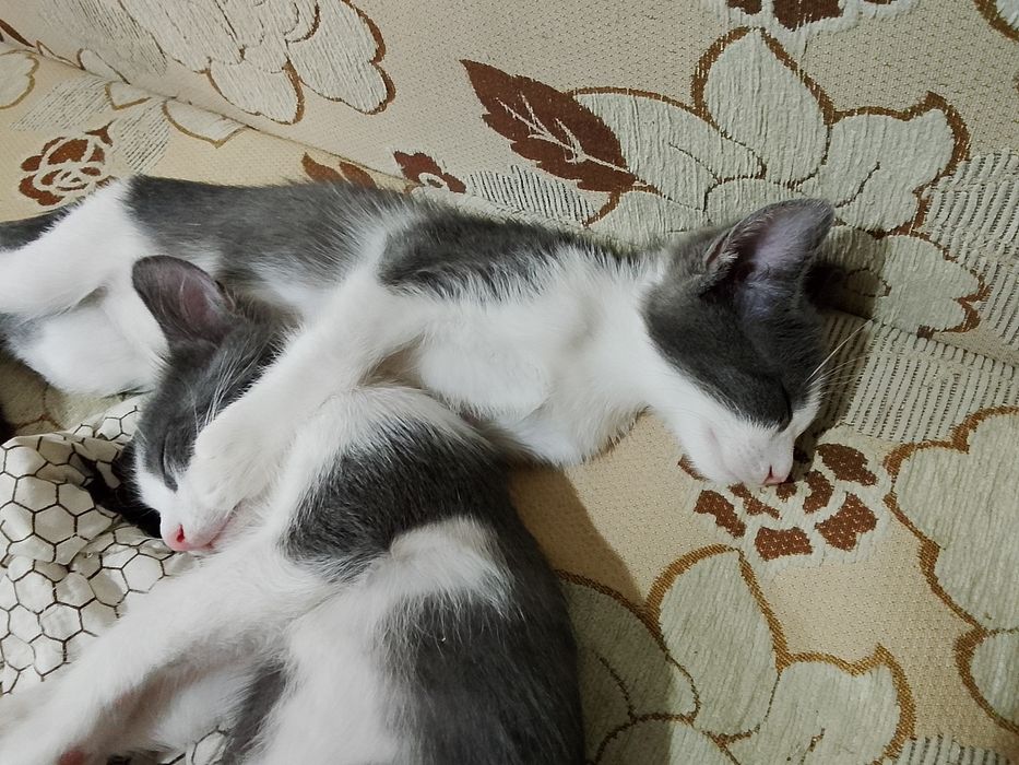 Котята мальчики девочки