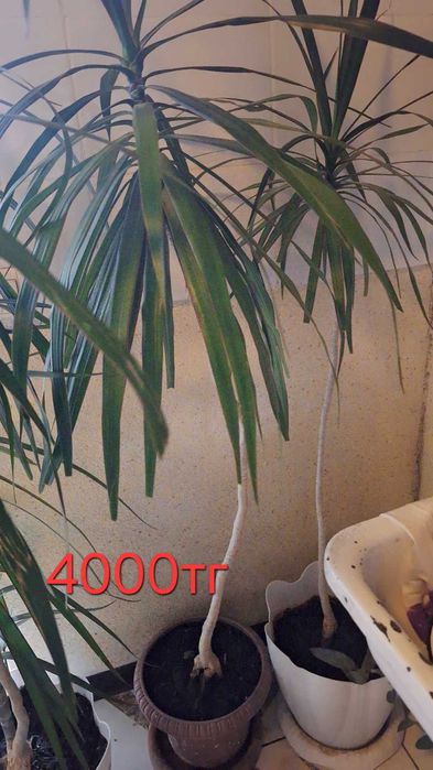 Цветы комнатные продаю домашние