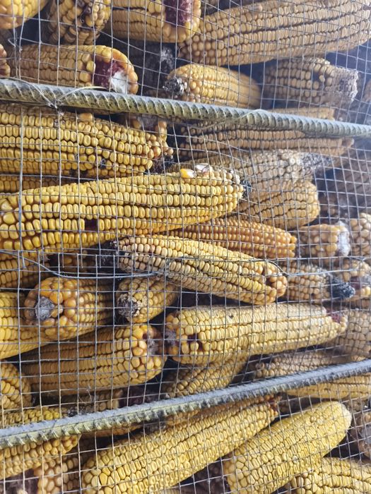 Porumb știulete 2025 producție proprie