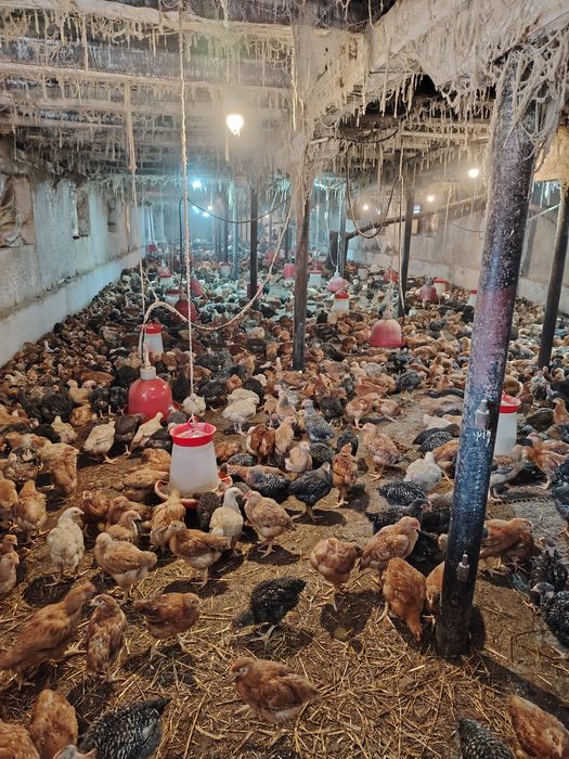 Pui Alb de carne și rasă mixta