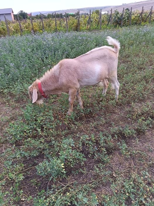 Vând țap din mamă Sanen