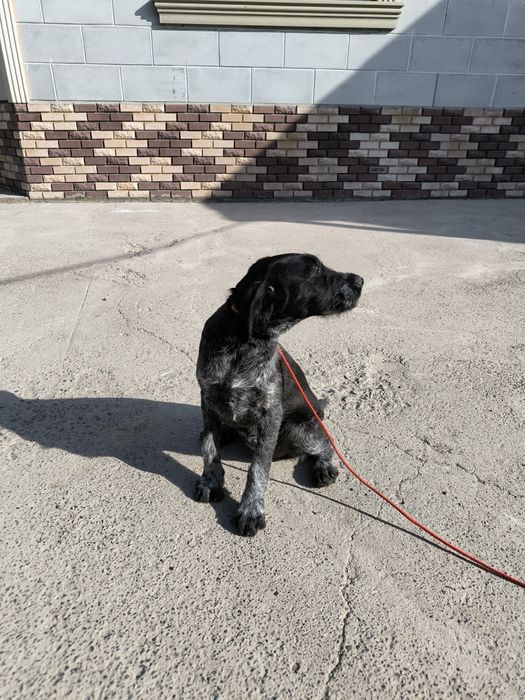 Продается щенок дратхаара