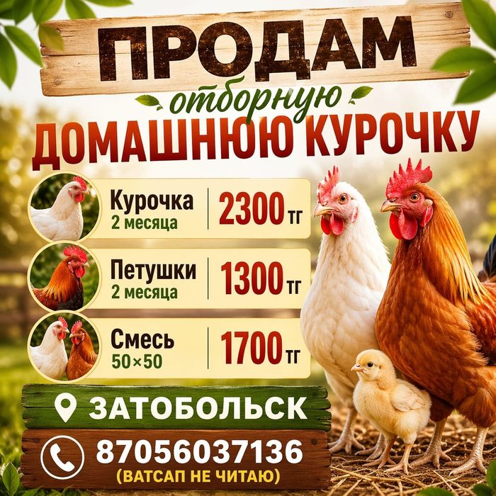 Цыплята домашние суточные  и т.д