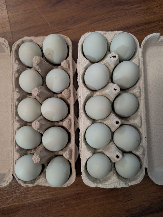 Gaini Araucana potarnichiu sălbatic.