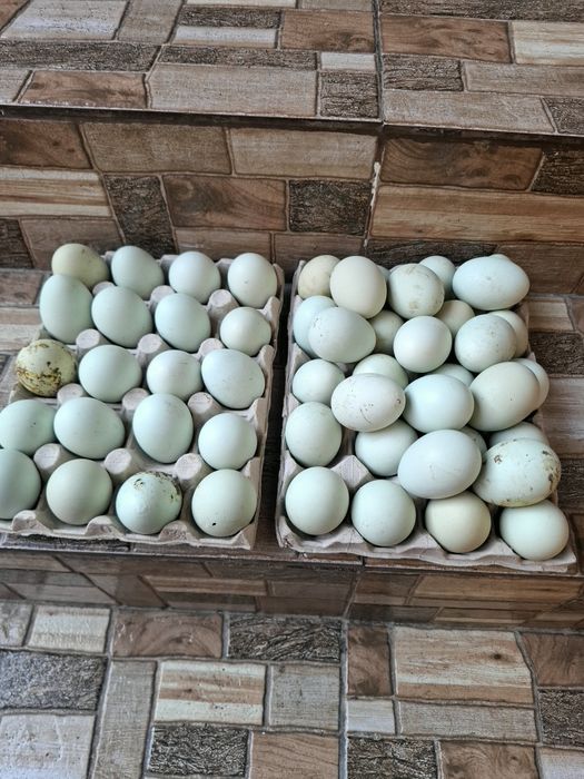 Oua din rasa  Araucana