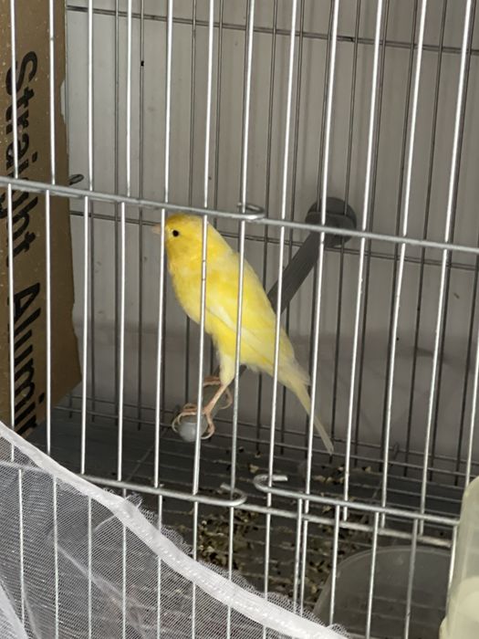 Канарейка самец. Пение очень хороший.