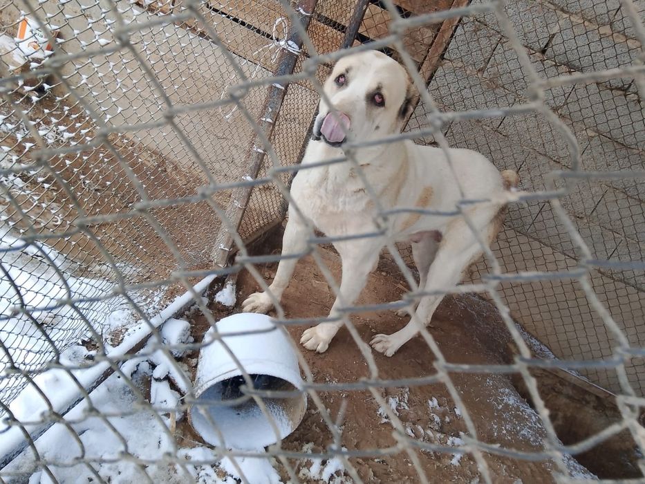 Продается собака азиат Девочка.