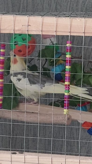 Красивая корелла, девочка