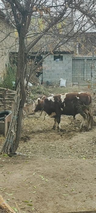 Smental, shvet paroda