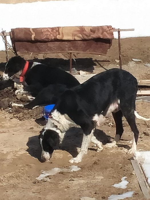 Тазы сатылады 2,5жасар 4туган