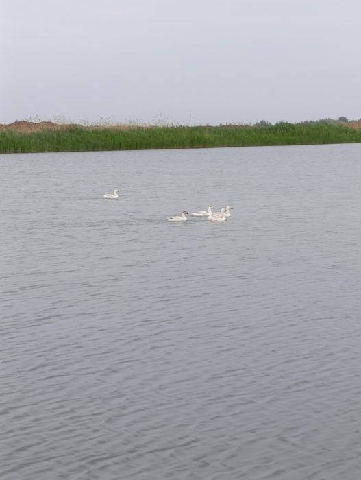 Gʻoz indiutka oʻrdak tuxumlari
