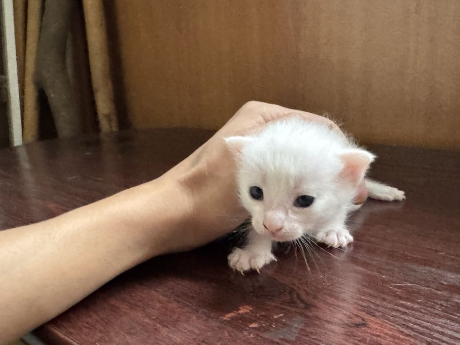 Отдам котенка в добрые руки