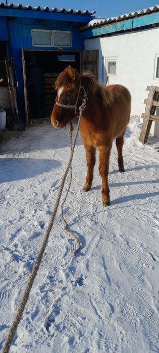 Ұрғашы жабағы обмен на еркек ВНИМАТЕЛЬНО ЧИТАЙТЕ!!!