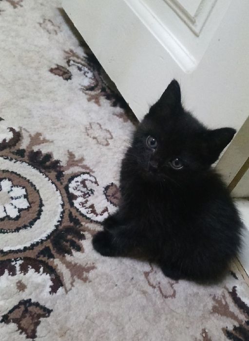 Чисто кровный порода