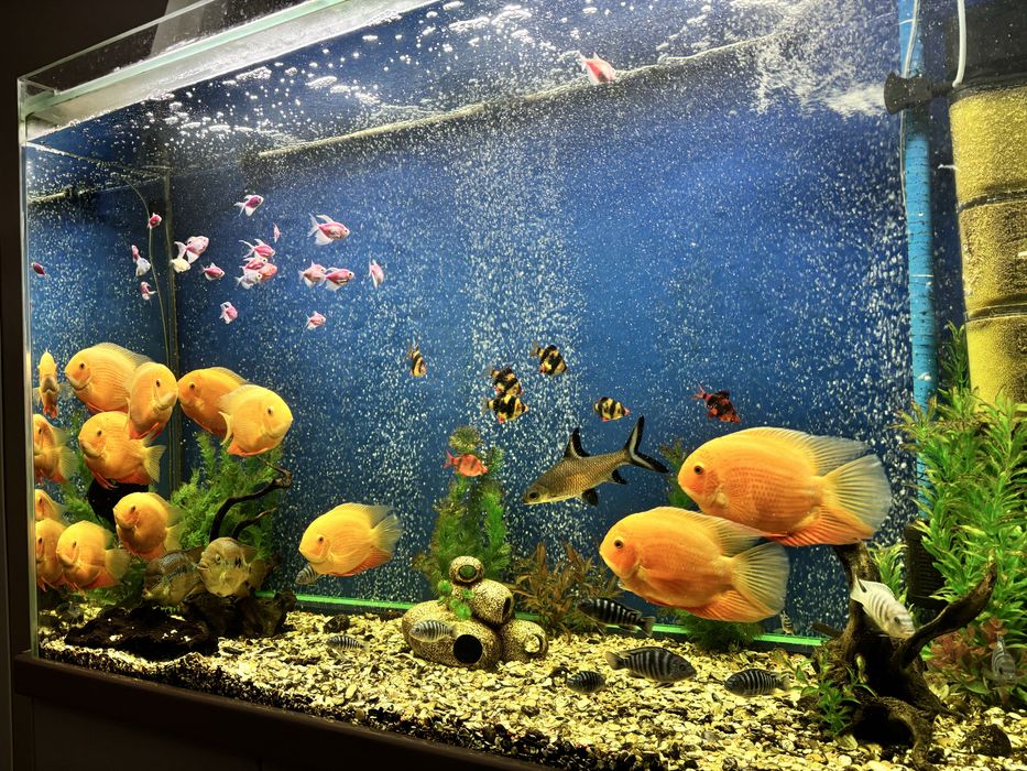 Большой аквариум+рыбы