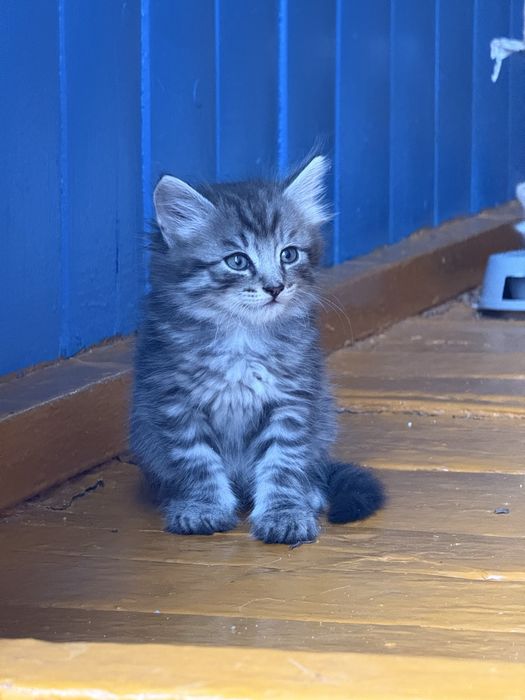 Отдам котят в хорошие руки