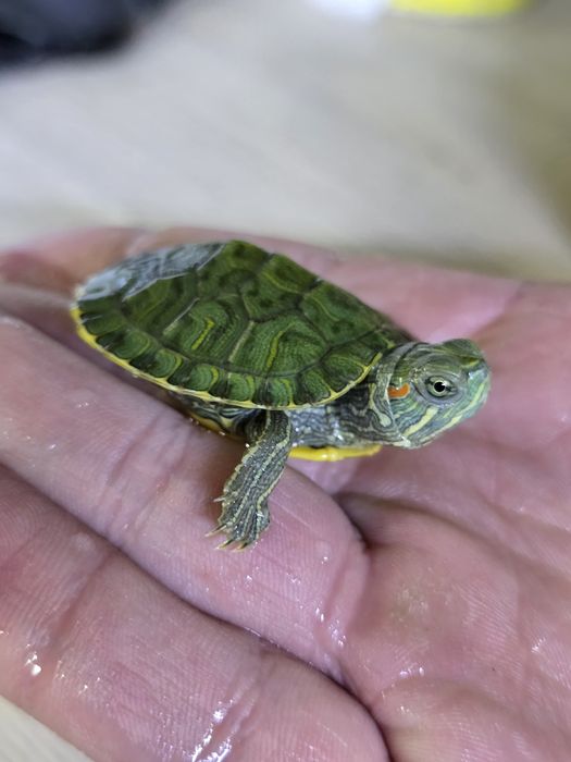 Красноухие черепахи