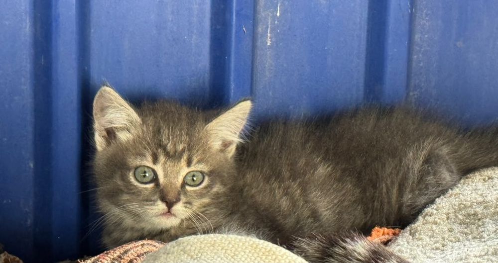 Отдам хорошеньких котят