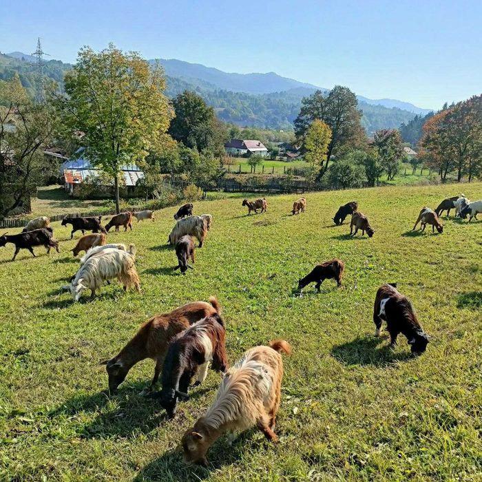 Tapi si iezi de prasila din rasa Carpatina si metisi Alba de Banat si Boer