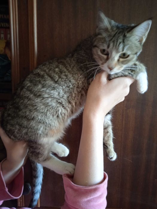 Красивая кошечка Луна - 6 месяцев.